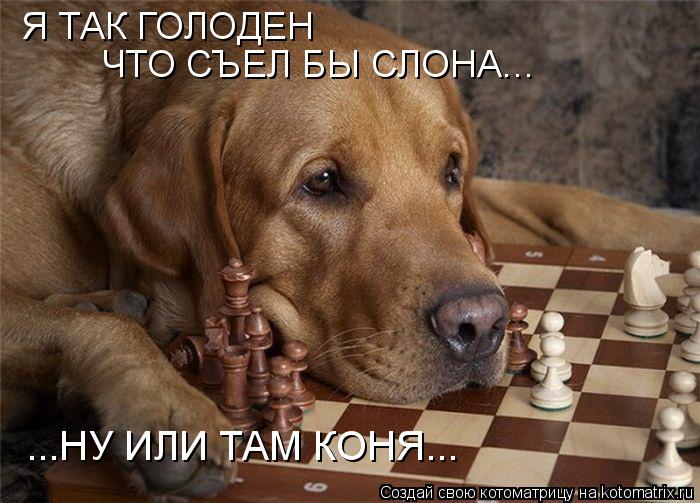 Я ТАК ГОЛОДЕН ЧТО СЪЕЛ БЫ СЛОНА... ...НУ ИЛИ ТАМ КОНЯ...... Котоматрица: Я ТАК ГОЛОДЕН ЧТО СЪЕЛ БЫ СЛОНА... ...НУ ИЛИ ТАМ КОНЯ...