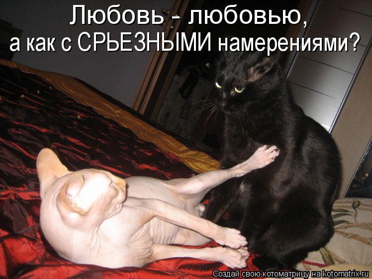 Котоматрица: Любовь - любовью,  а как с СРЬЕЗНЫМИ намерениями?