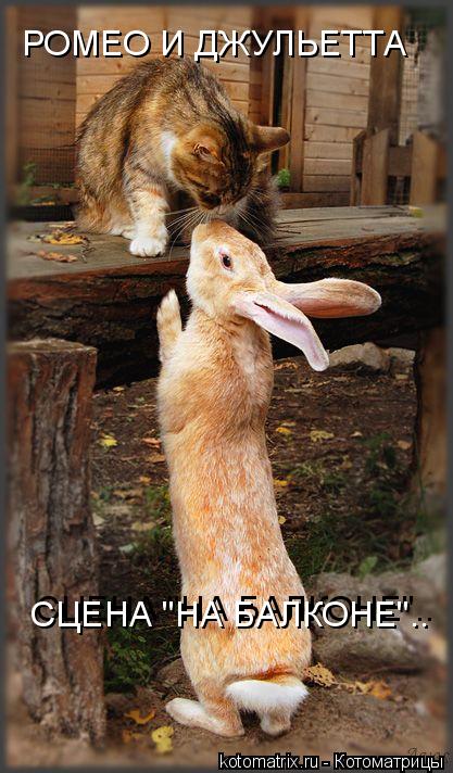 Котоматрица: РОМЕО И ДЖУЛЬЕТТА СЦЕНА "НА БАЛКОНЕ".. СЦЕНА "НА БАЛКОНЕ"..