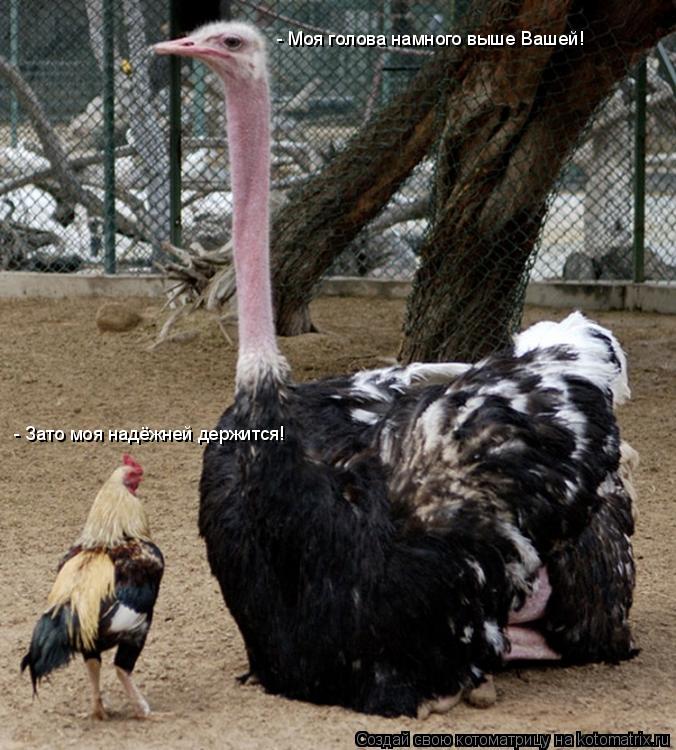 Котоматрица: - Зато моя надёжней держится! - Моя голова намного выше Вашей!