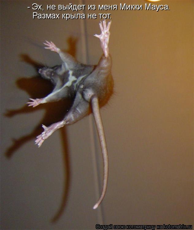 Котоматрица: - Эх, не выйдет из меня Микки Мауса.  Размах крыла не тот.