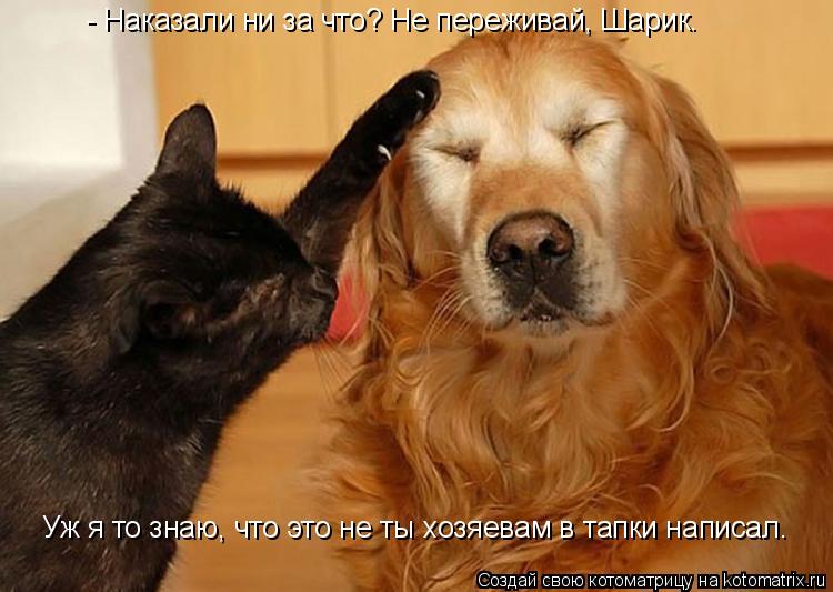 - Наказали ни за что? Не переживай, Шарик. Уж я то знаю, что это не ты хозяевам в тапки написал.... Котоматрица: - Наказали ни за что? Не переживай, Шарик. Уж я то знаю, что это не ты хозяевам в тапки написал.