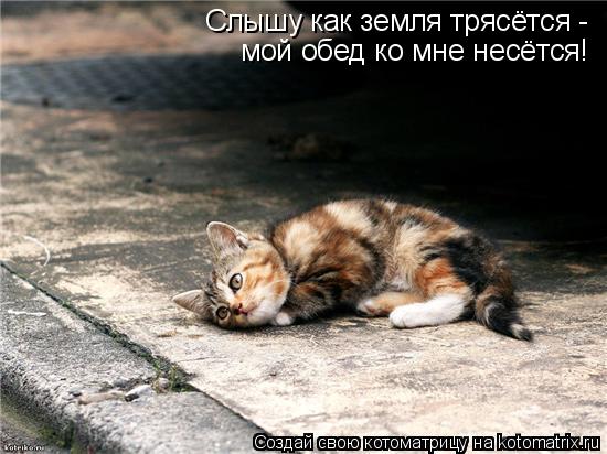 Котоматрица: Слышу как земля трясётся -  мой обед ко мне несётся!