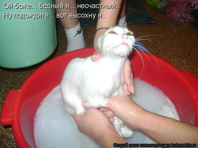 Котоматрица: Ой боже... бедный я... несчастный... Ну подождите... вот высохну я...