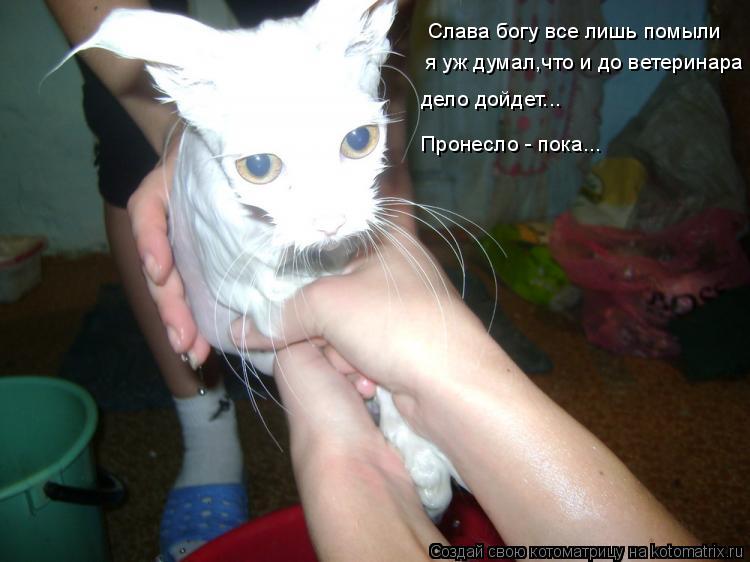 Котоматрица: Слава богу все лишь помыли я уж думал,что и до ветеринара  дело дойдет... Пронесло - пока...