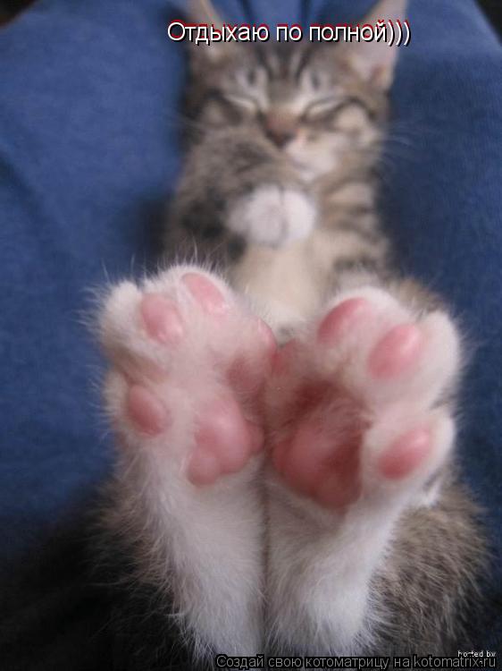 Котоматрица: Отдыхаю по полной))) Отдыхаю по полной)))