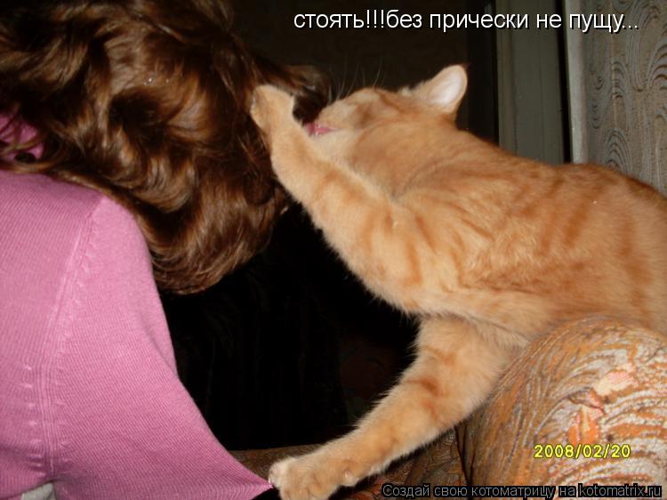 Котоматрица: стоять!!!без прически не пущу...