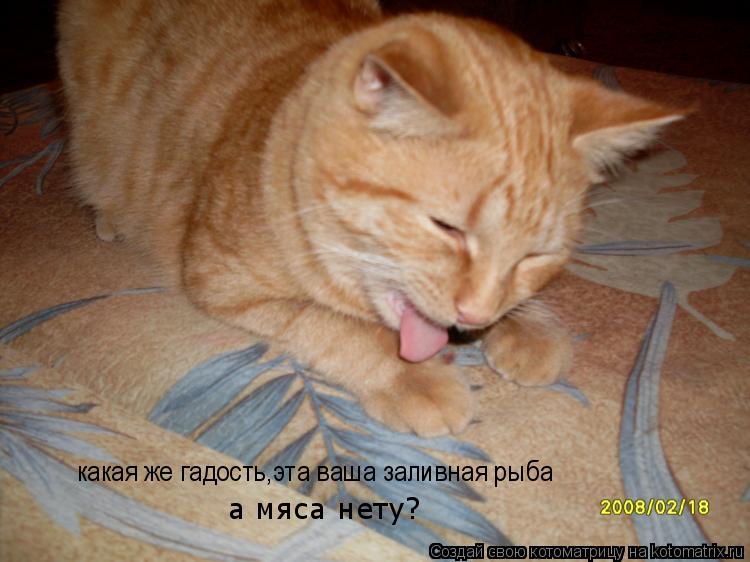 Котоматрица: какая же гадость,эта ваша заливная рыба а мяса нету?