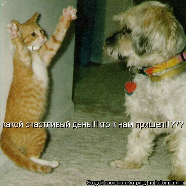 Котоматрица: какой счастливый день!!!кто к нам пришел!!???