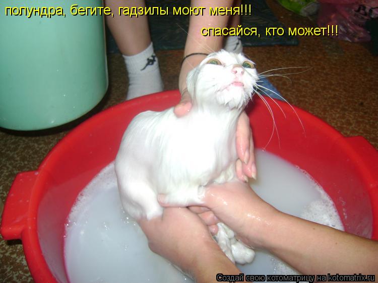 полундра, бегите, гадзилы моют меня!!! спасайся, кто может!!!... Котоматрица: полундра, бегите, гадзилы моют меня!!! спасайся, кто может!!!