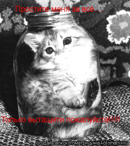 Котоматрица: Простите меня за всё..... Только вытащите пожалуйста!!!!!