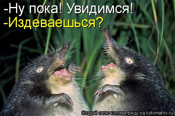Котоматрица: -Ну пока! Увидимся! -Издеваешься?