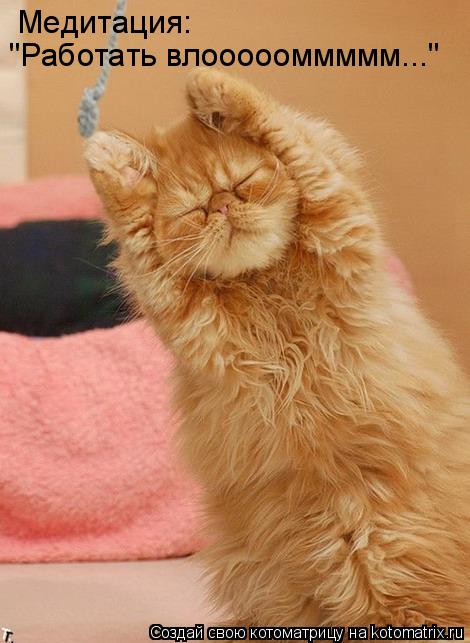 Котоматрица: Медитация:  "Работать влоооооммммм..."