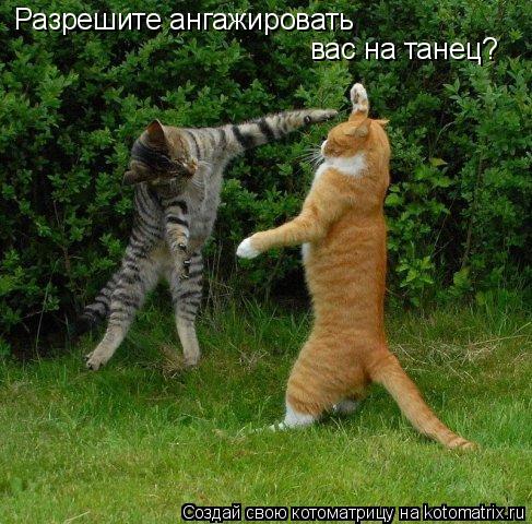 Котоматрица: Разрешите ангажировать  вас на танец?