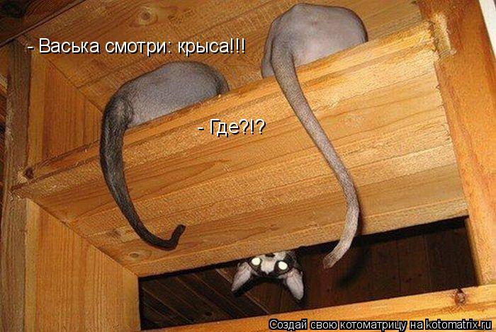 Котоматрица: - Васька смотри: крыса!!! - Где?!?