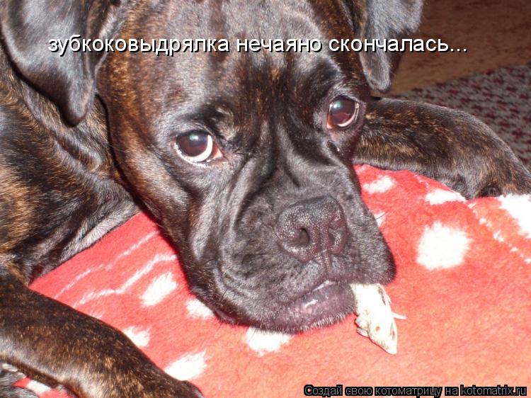 Котоматрица: зубкоковыдрялка нечаяно скончалась...