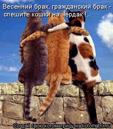 Котоматрица: Весенний брак, гражданский брак - cпешите кошки на чердак !..