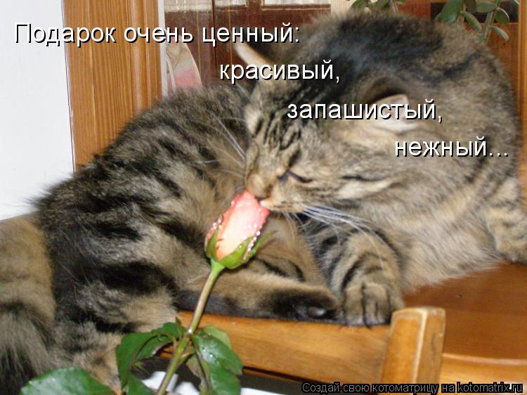 Котоматрица: Подарок очень ценный: красивый, запашистый, нежный...