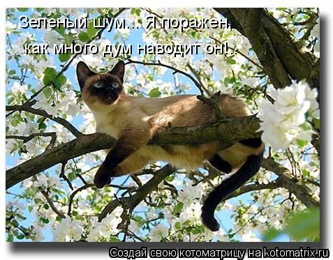 Котоматрица: Зеленый шум... Я поражен, как много дум наводит он!..