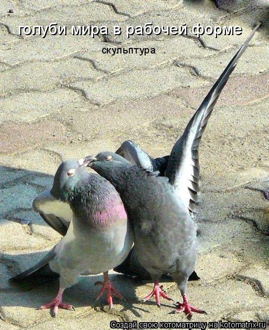 Котоматрица: голуби мира в рабочей форме скульптура