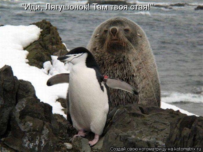 Котоматрица: "Иди, Лягушонок! Там твоя стая!"