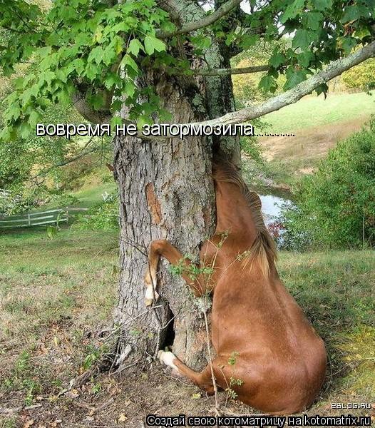 Котоматрица: вовремя не затормозила........  вовремя не затормозила........