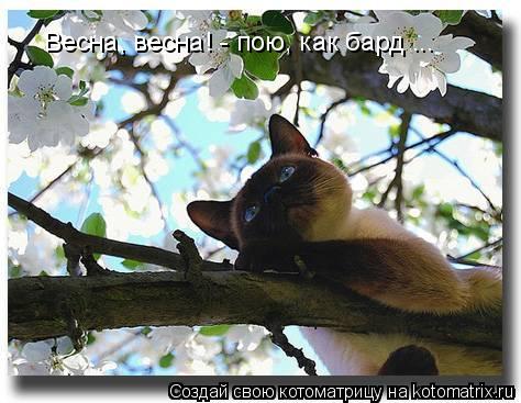 Котоматрица: Весна, весна! - пою, как бард ...