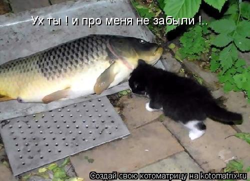 Котоматрица: Ух ты ! и про меня не забыли !..