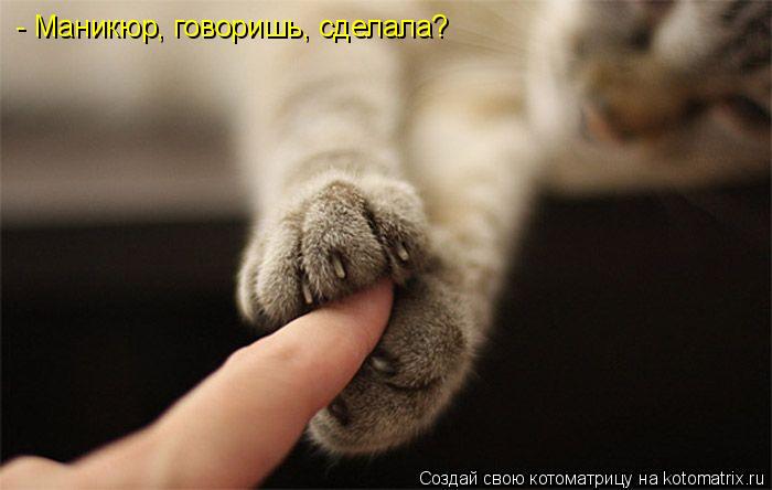 Котоматрица: - Маникюр, говоришь, сделала?
