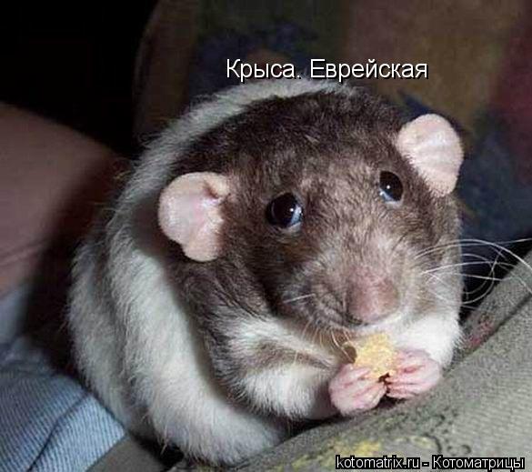 Крыса. Еврейская... Котоматрица: Крыса. Еврейская