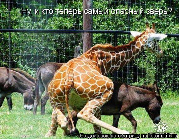 Котоматрица: Ну, и кто теперь самый опасный зверь?
