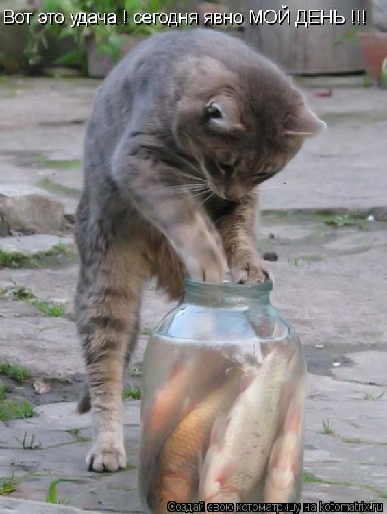 Котоматрица: Вот это удача ! сегодня явно МОЙ ДЕНЬ !!!