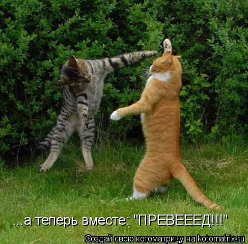 ...а теперь вместе: "ПРЕВЕЕЕД!!!"... Котоматрица: ...а теперь вместе: "ПРЕВЕЕЕД!!!"