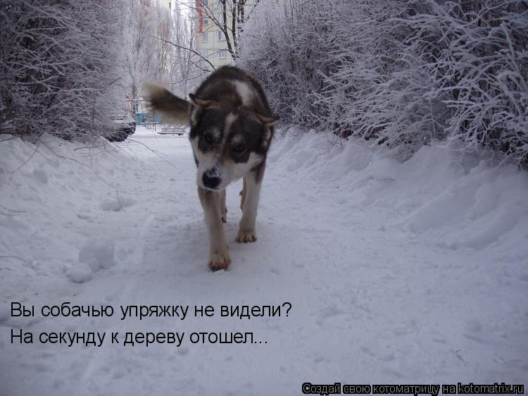 Вы собачью упряжку не видели? На секунду к дереву отошел...... Котоматрица: Вы собачью упряжку не видели? На секунду к дереву отошел...