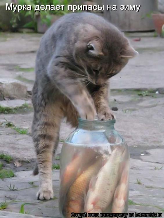 Мурка делает припасы на зиму... Котоматрица: Мурка делает припасы на зиму