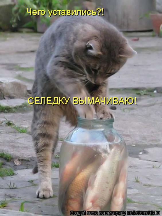 Чего уставились?! СЕЛЕДКУ ВЫМАЧИВАЮ!... Котоматрица: Чего уставились?! СЕЛЕДКУ ВЫМАЧИВАЮ!