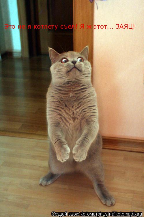 Это не котлету съел! Я ж этот... ЗАЯЦ! Это не я котлету съел! Я ж этот... ЗАЯЦ!... Котоматрица: Это не котлету съел! Я ж этот... ЗАЯЦ! Это не я котлету съел! Я ж этот... ЗАЯЦ!