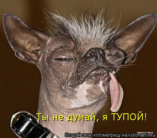 Ты не думай, я ТУПОЙ! Ты не думай, я ТУПОЙ!... Котоматрица: Ты не думай, я ТУПОЙ! Ты не думай, я ТУПОЙ!