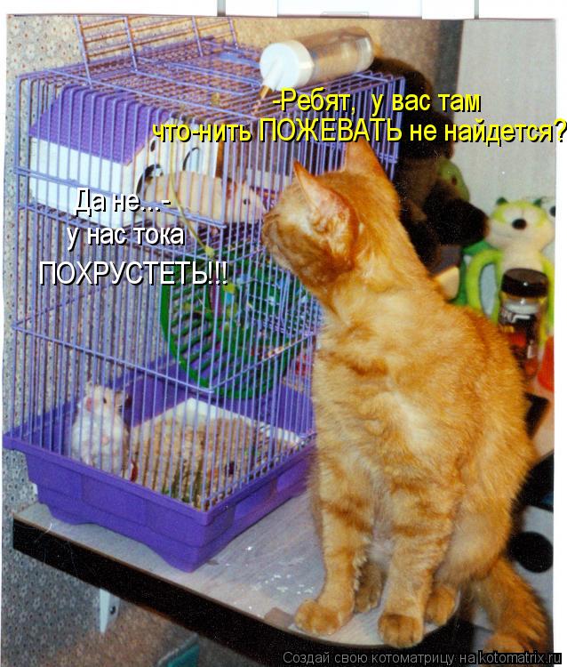 Да не...- у нас тока ПОХРУСТЕТЬ!!! -Ребят, у вас там что-нить ПОЖЕВАТЬ не найдется?... Котоматрица: Да не...- у нас тока ПОХРУСТЕТЬ!!! -Ребят, у вас там что-нить ПОЖЕВАТЬ не найдется?