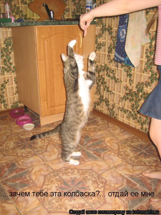 ...зачем тебе эта колбаска?... отдай ее мне... Котоматрица: ...зачем тебе эта колбаска?... отдай ее мне