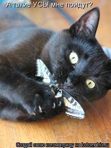 А такие УСЫ мне пойдут?... Котоматрица: А такие УСЫ мне пойдут?