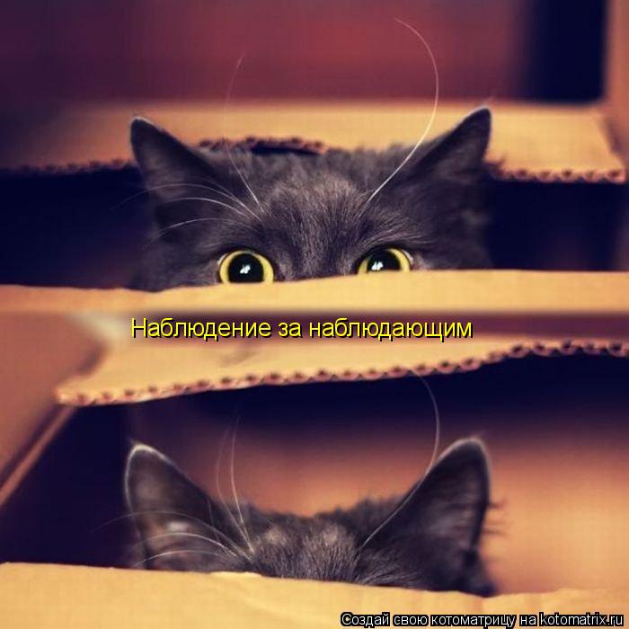 Наблюдение за наблюдающим... Котоматрица: Наблюдение за наблюдающим