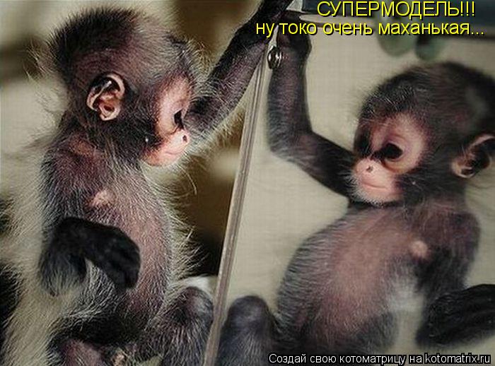 СУПЕРМОДЕЛЬ!!! ну токо очень маханькая...... Котоматрица: СУПЕРМОДЕЛЬ!!! ну токо очень маханькая...