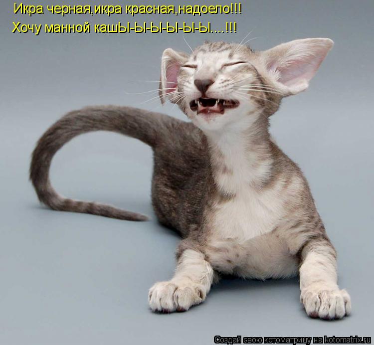 Икра черная,икра красная,надоело!!! Хочу манной кашЫ-Ы-Ы-Ы-Ы-Ы....!!!... Котоматрица: Икра черная,икра красная,надоело!!! Хочу манной кашЫ-Ы-Ы-Ы-Ы-Ы....!!!