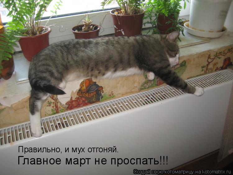 Правильно, и мух отгоняй. Главное март не проспать!!!... Котоматрица: Правильно, и мух отгоняй. Главное март не проспать!!!