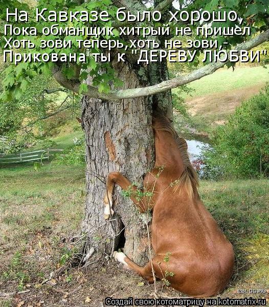На Кавказе было хорошо, Пока обманщик хитрый не пришел Хоть зови теперь,хоть не зови,- Прикована ты к... Котоматрица: На Кавказе было хорошо, Пока обманщик хитрый не пришел Хоть зови теперь,хоть не зови,- Прикована ты к "ДЕРЕВУ ЛЮБВИ"! !