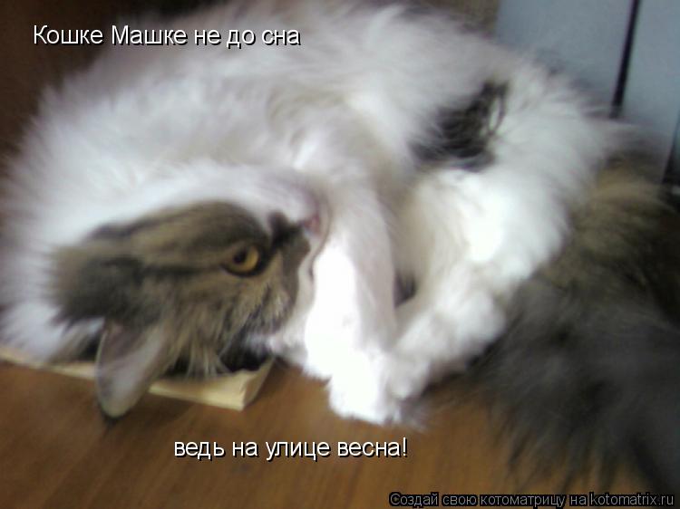 Кошке Машке не до сна ведь на улице весна!... Котоматрица: Кошке Машке не до сна ведь на улице весна!