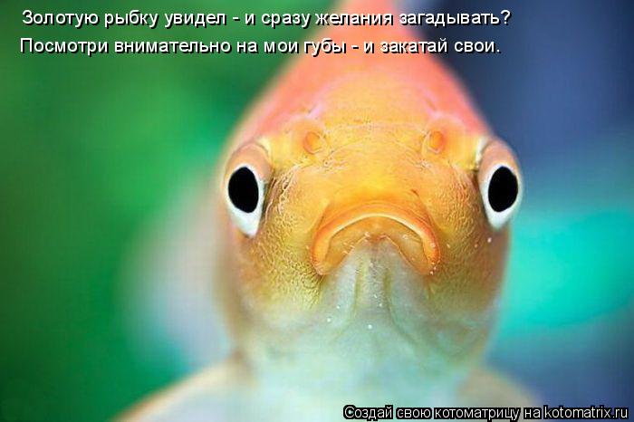 Золотую рыбку увидел - и сразу желания загадывать? Посмотри внимательно на мои губы - и закатай свои.... Котоматрица: Золотую рыбку увидел - и сразу желания загадывать? Посмотри внимательно на мои губы - и закатай свои.