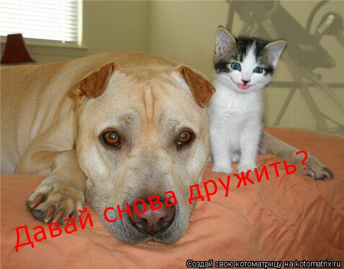 Давай снова дружить?... Котоматрица: Давай снова дружить?