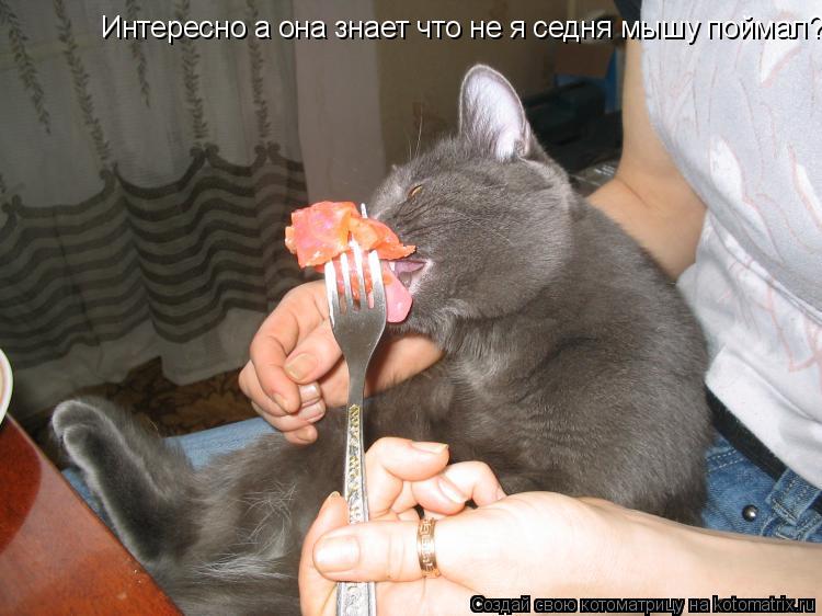 Интересно а она знает что не я седня мышу поймал?... Котоматрица: Интересно а она знает что не я седня мышу поймал?
